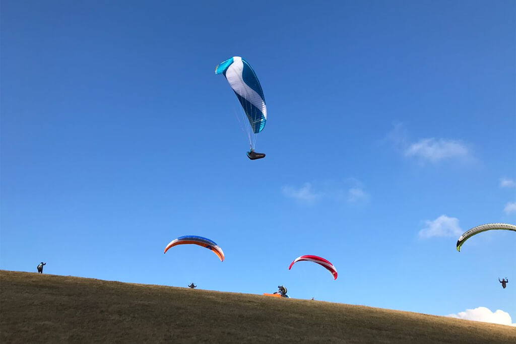 Papillon Horizon 
