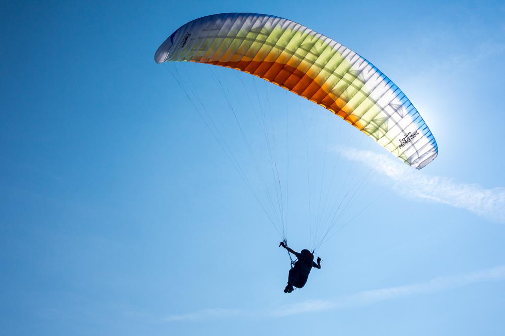 Papillon Raqoon 