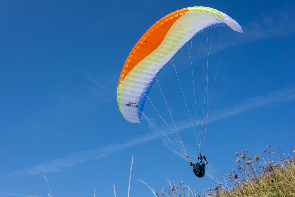 Papillon Raqoon 